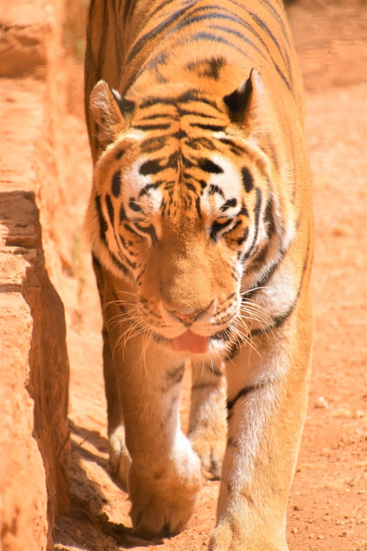 Male Amur tiger