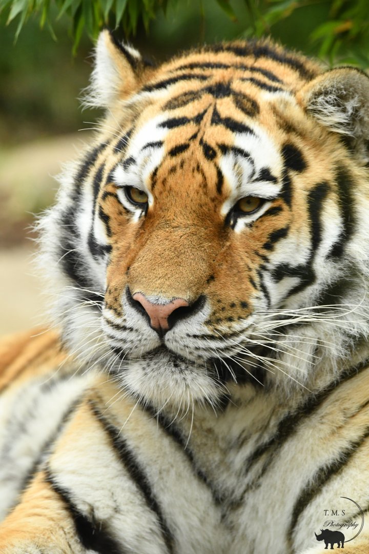male Amur Tiger