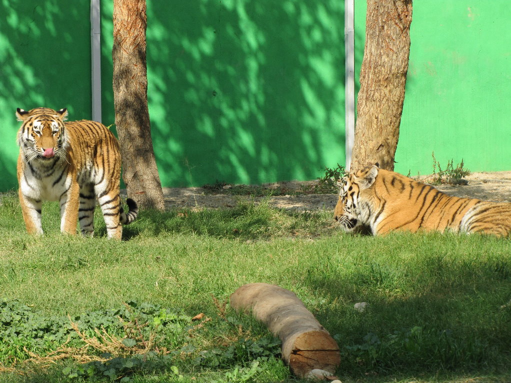 male and female amur tiger (tehran zoo)