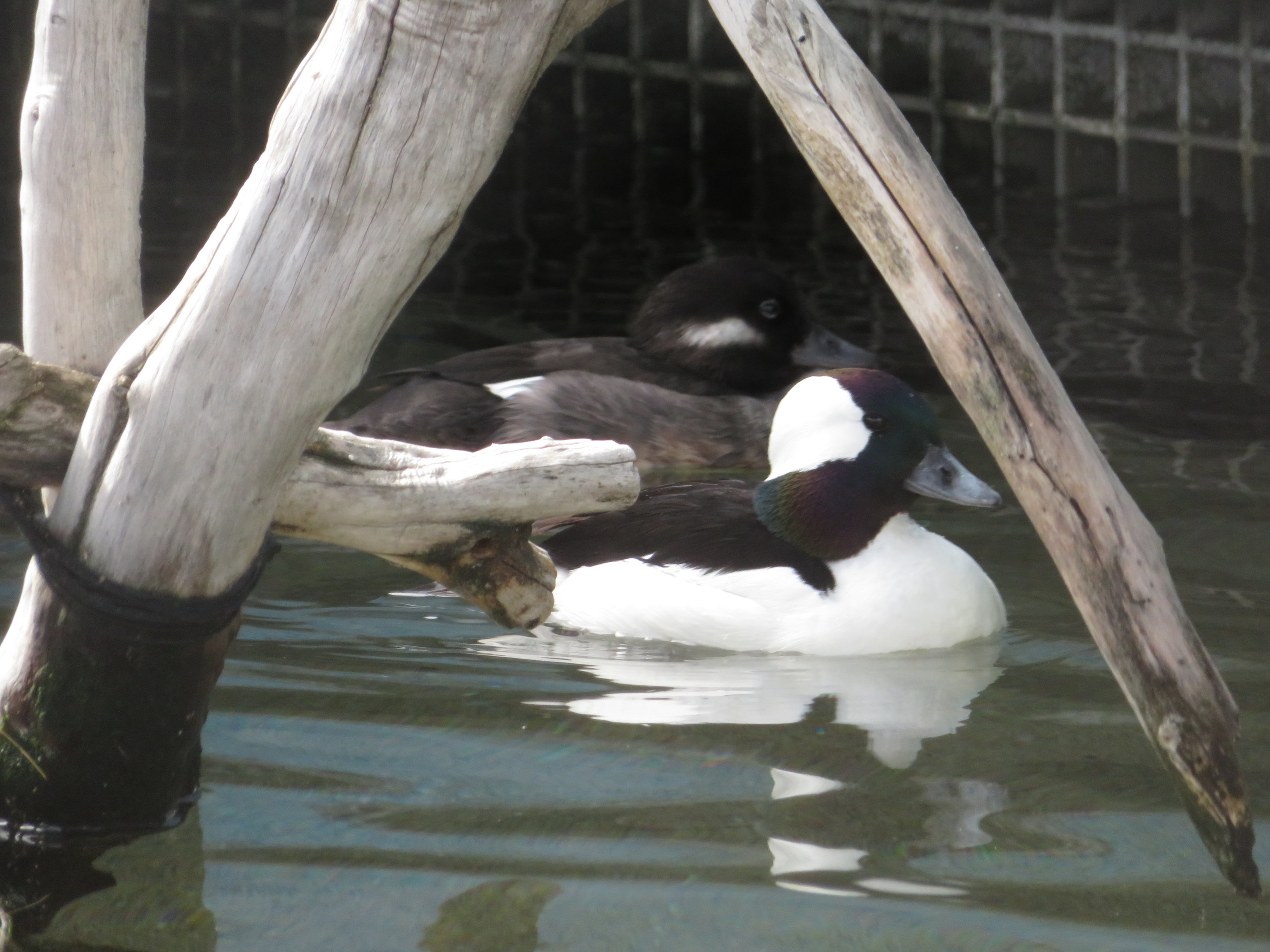 Male and Female Bufflehead