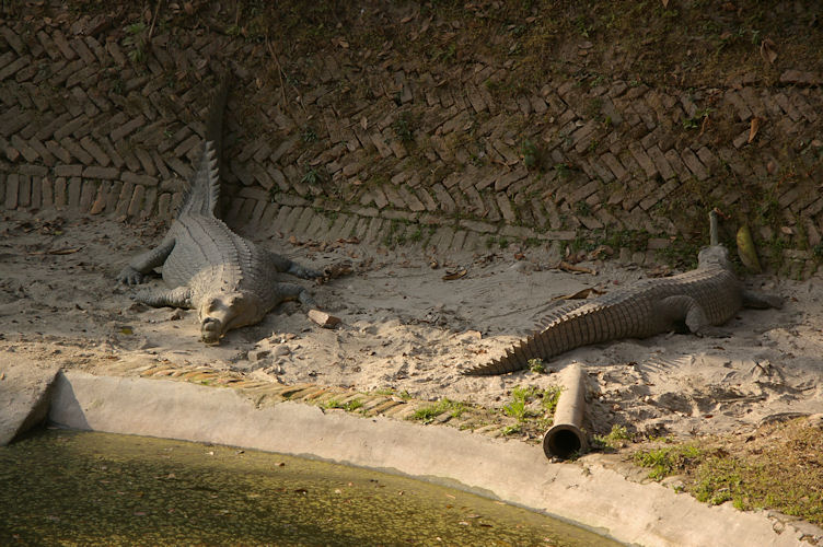Male and female gharial