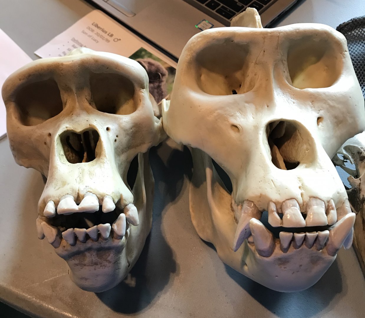 Male and female gorilla skull