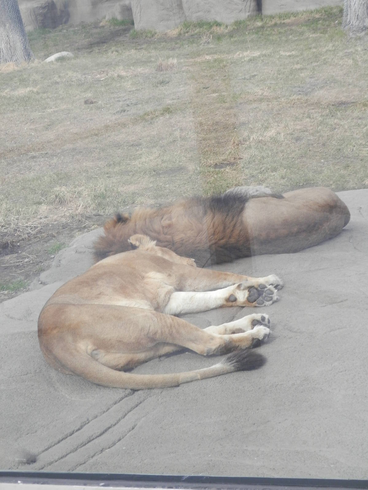 Male and female lion on a heated rock