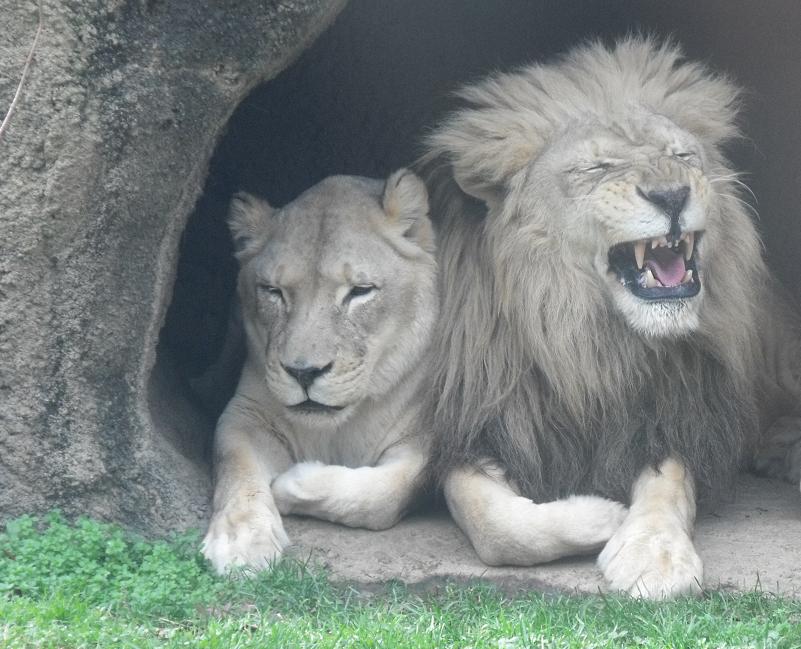 Male And Female Lion