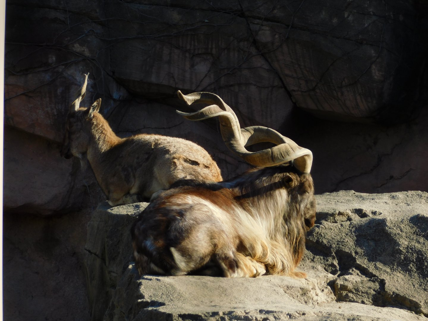 Male and Female Markhor (Capra falconeri) December 2021