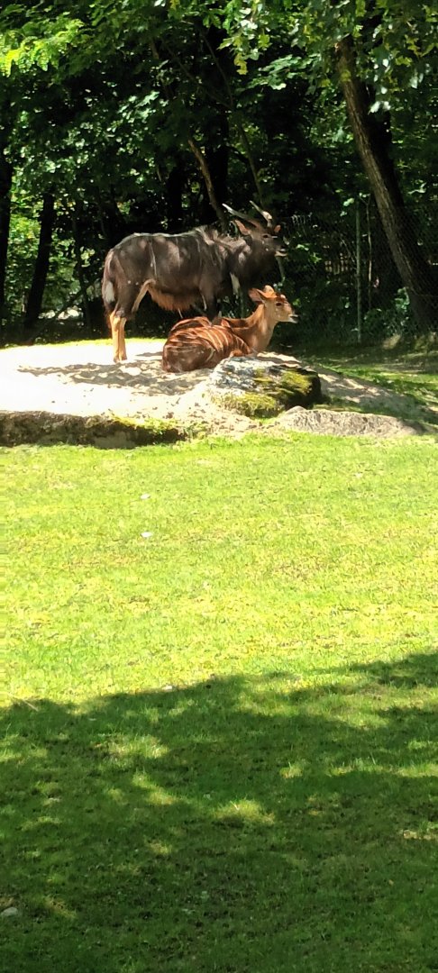 Male and female Nyala