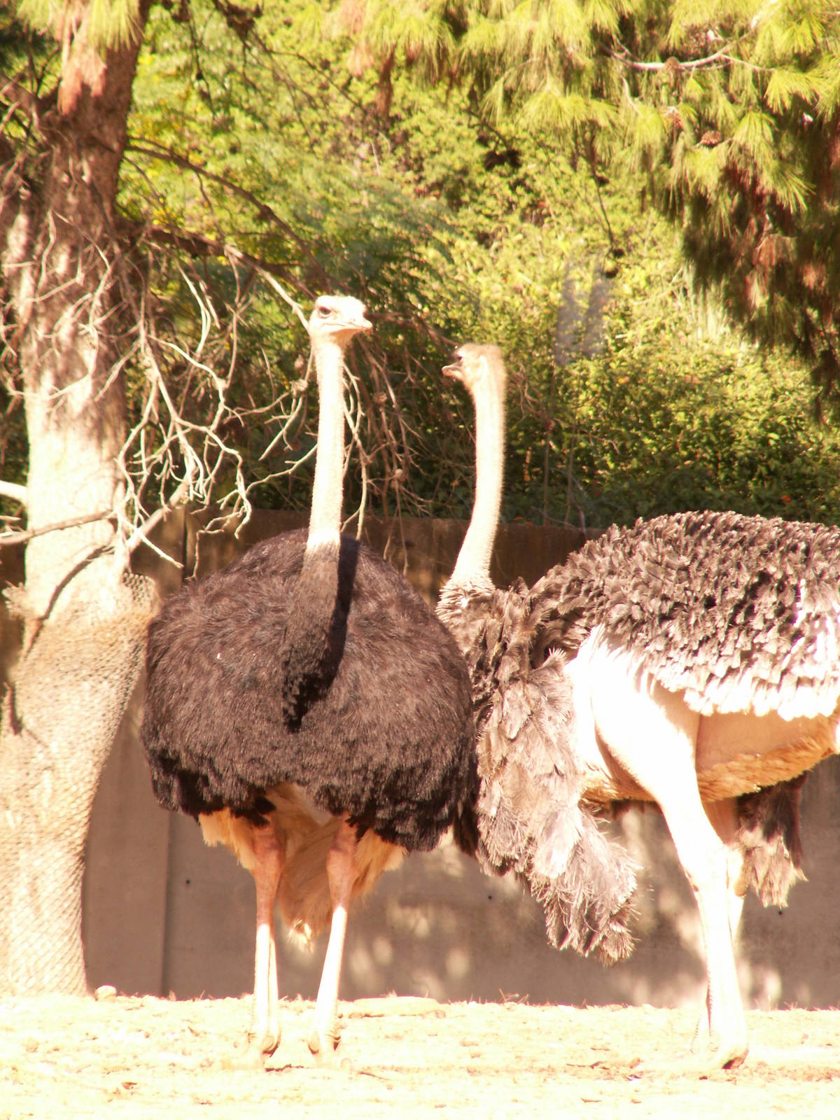male and female ostrich