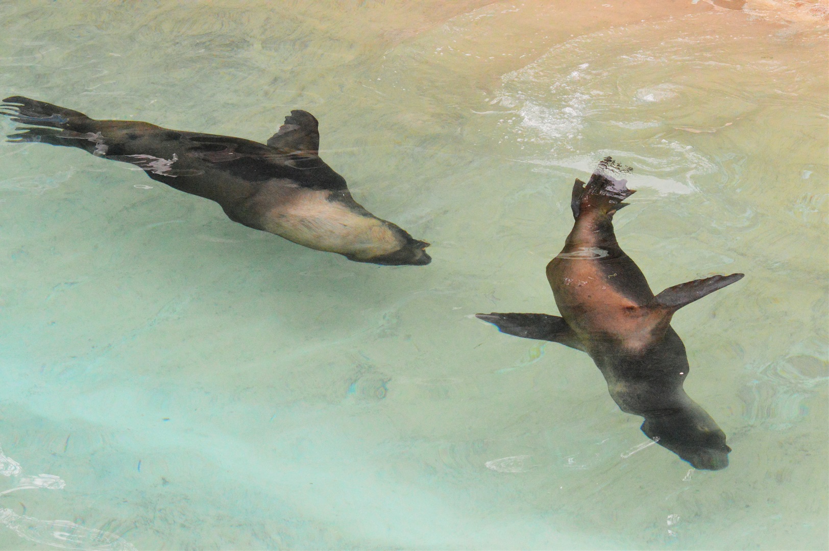 Male and female Patagonian sea lions together