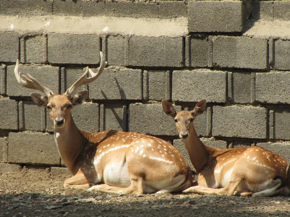 male and female persian fallow deer (tehran zoo)
