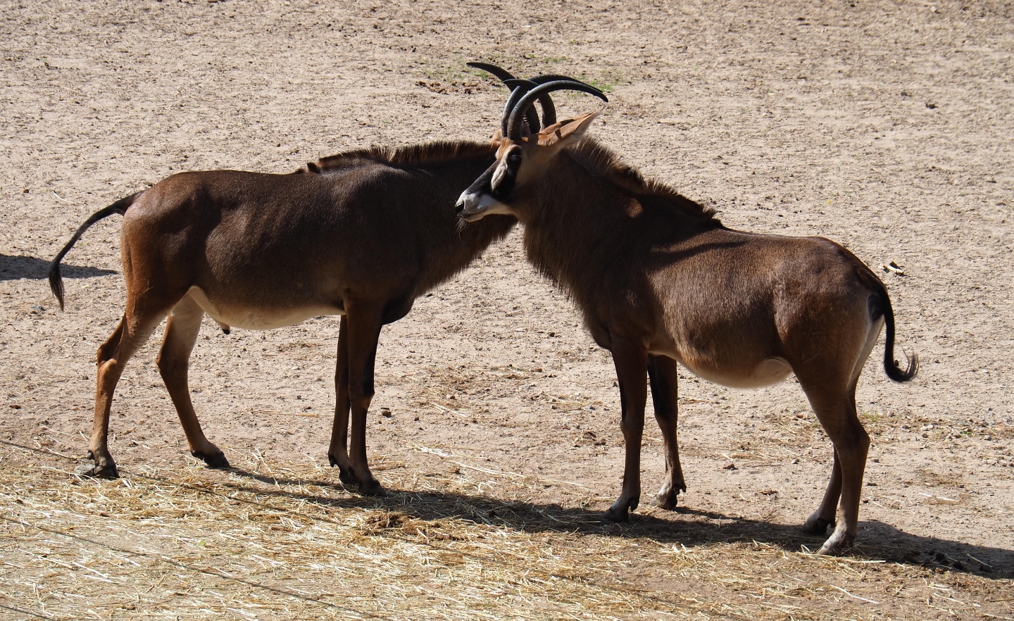 Male and female Roan antelopes (Hippotragus equinus), Sep 16th, 2018