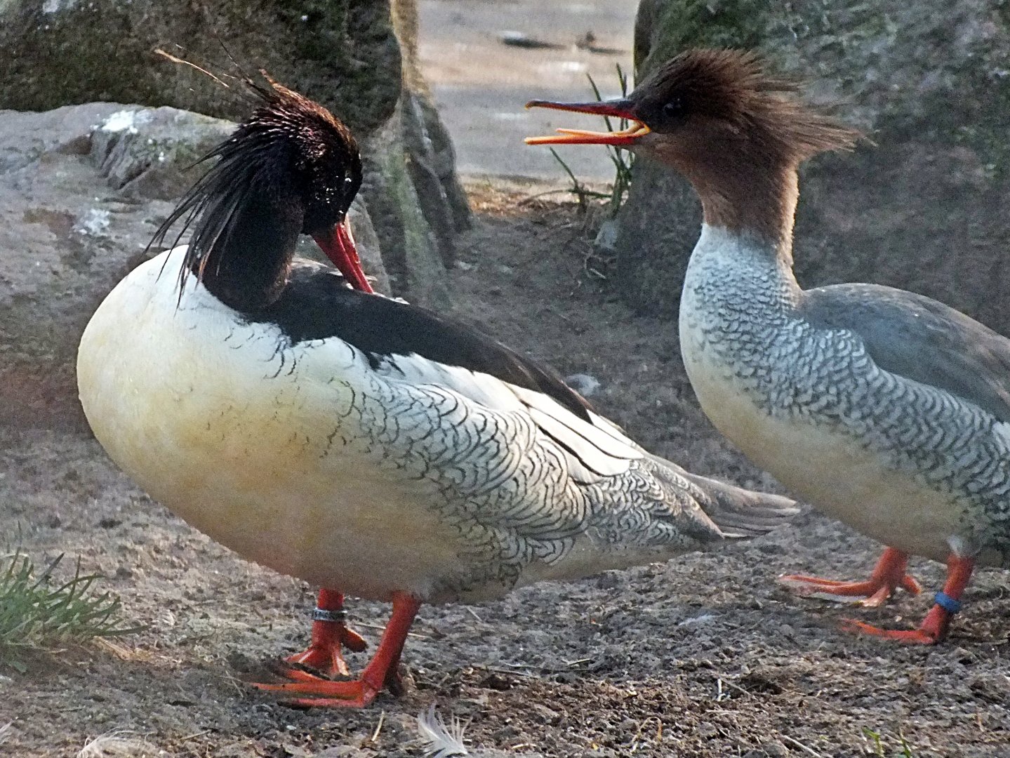 Male and female scaly-sided mergansers