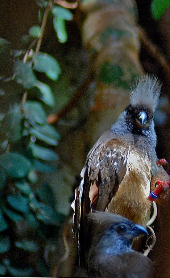 male and female speckled mousebird