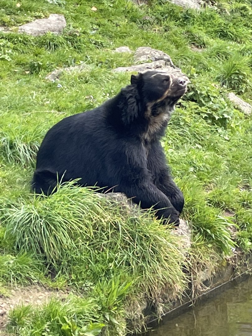 Male Andean Bear, Chui