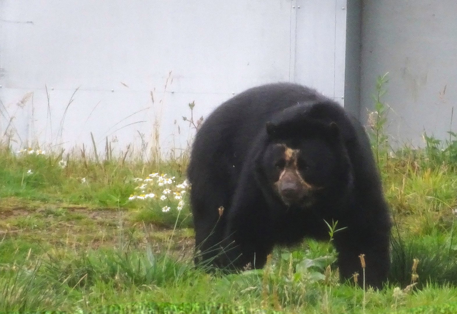 Male Andean Bear Knowsley Safari 3 August 2025