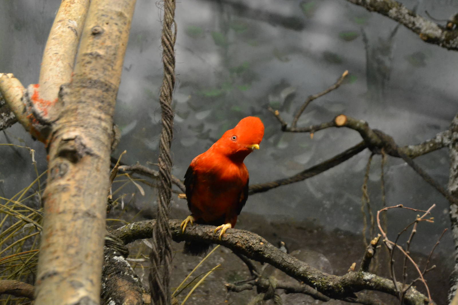 Male Andean Cock-of-the-rock (Rupicola peruviana) at faunia 07/2015