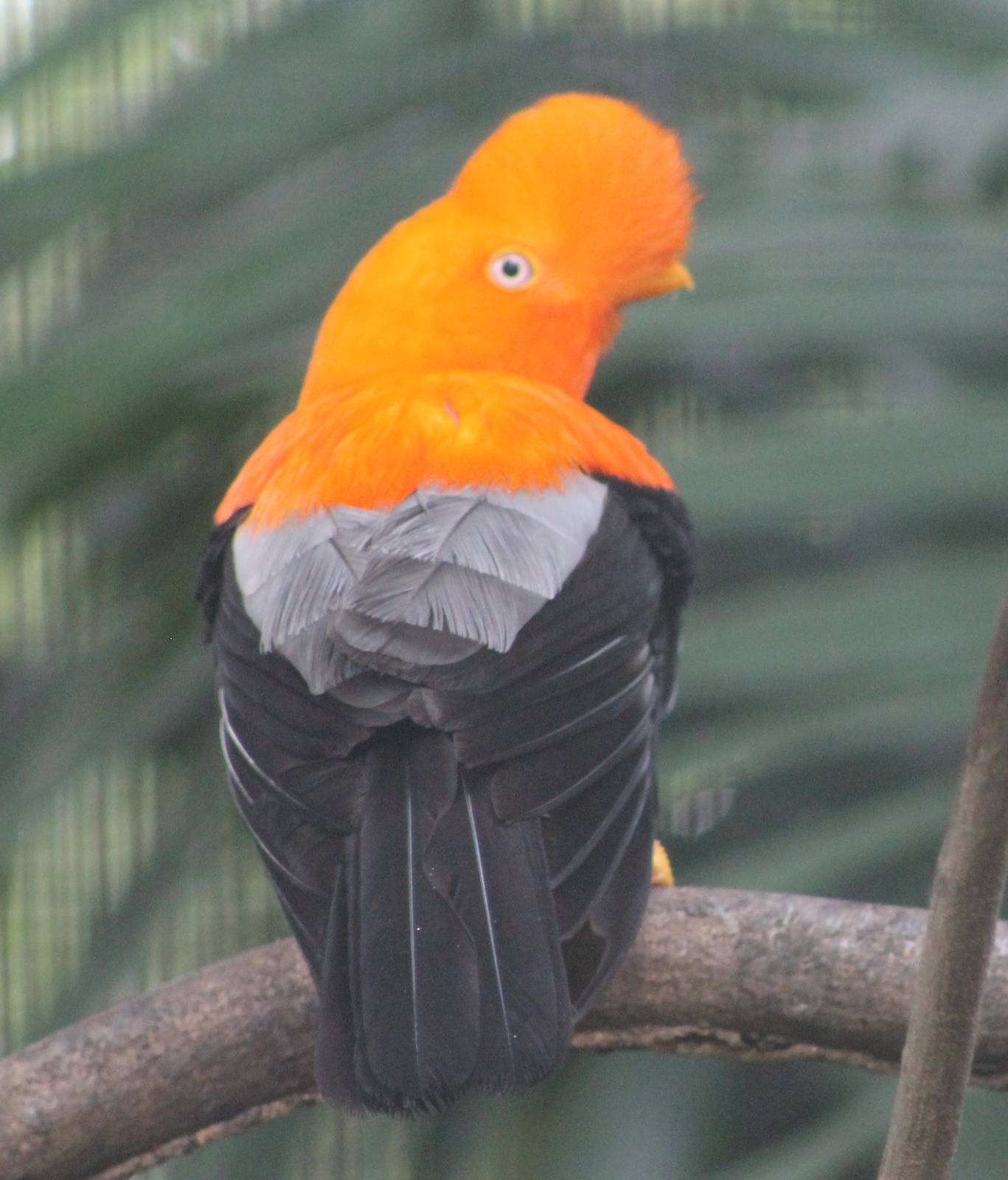 male Andean cock-of-the-rock (Rupicola peruvianus)