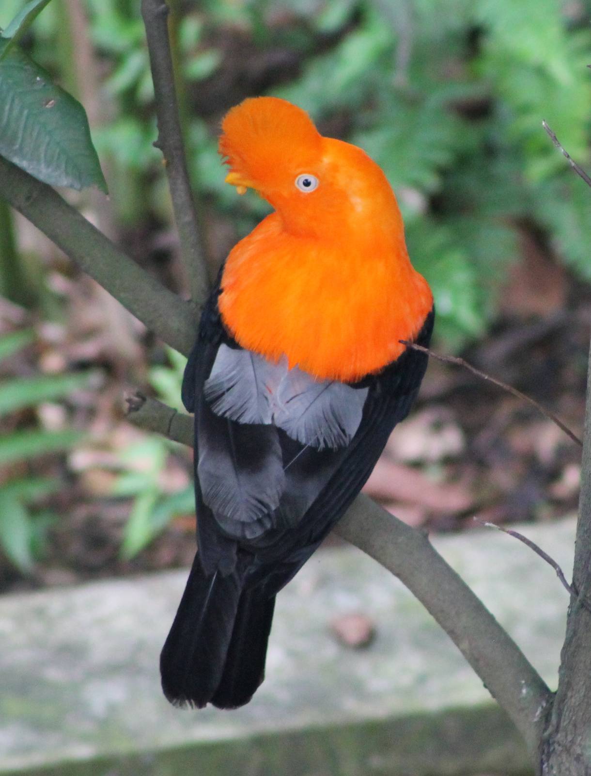 male Andean cock-of-the-rock (Rupicola peruvianus)