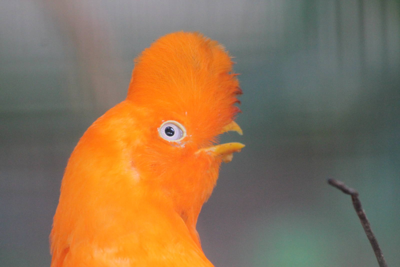 male Andean cock-of-the-rock (Rupicola peruvianus)