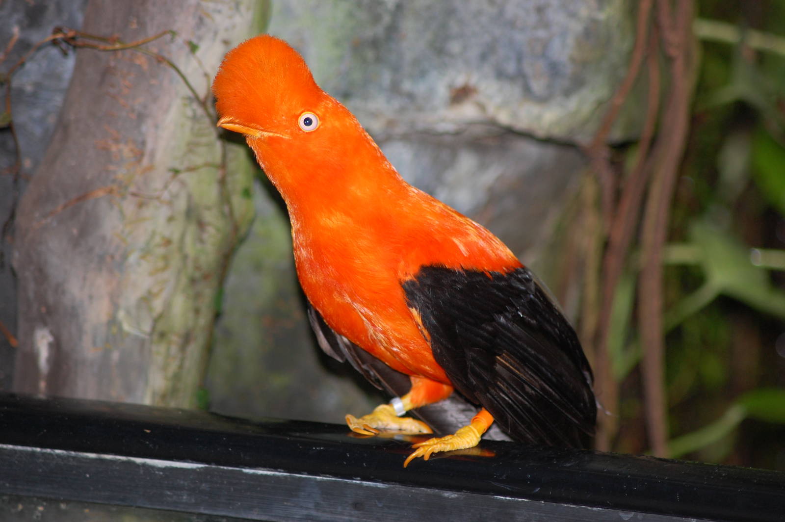 Male Andean cock-of-the-rock
