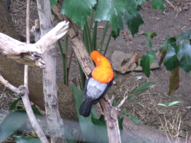 Male Andean Cock-of-the-Rock