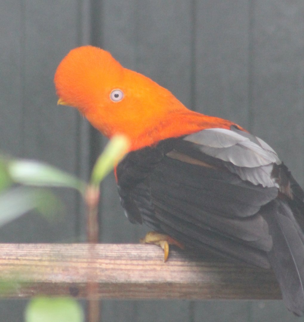 Male Andean cock-of-the-rock