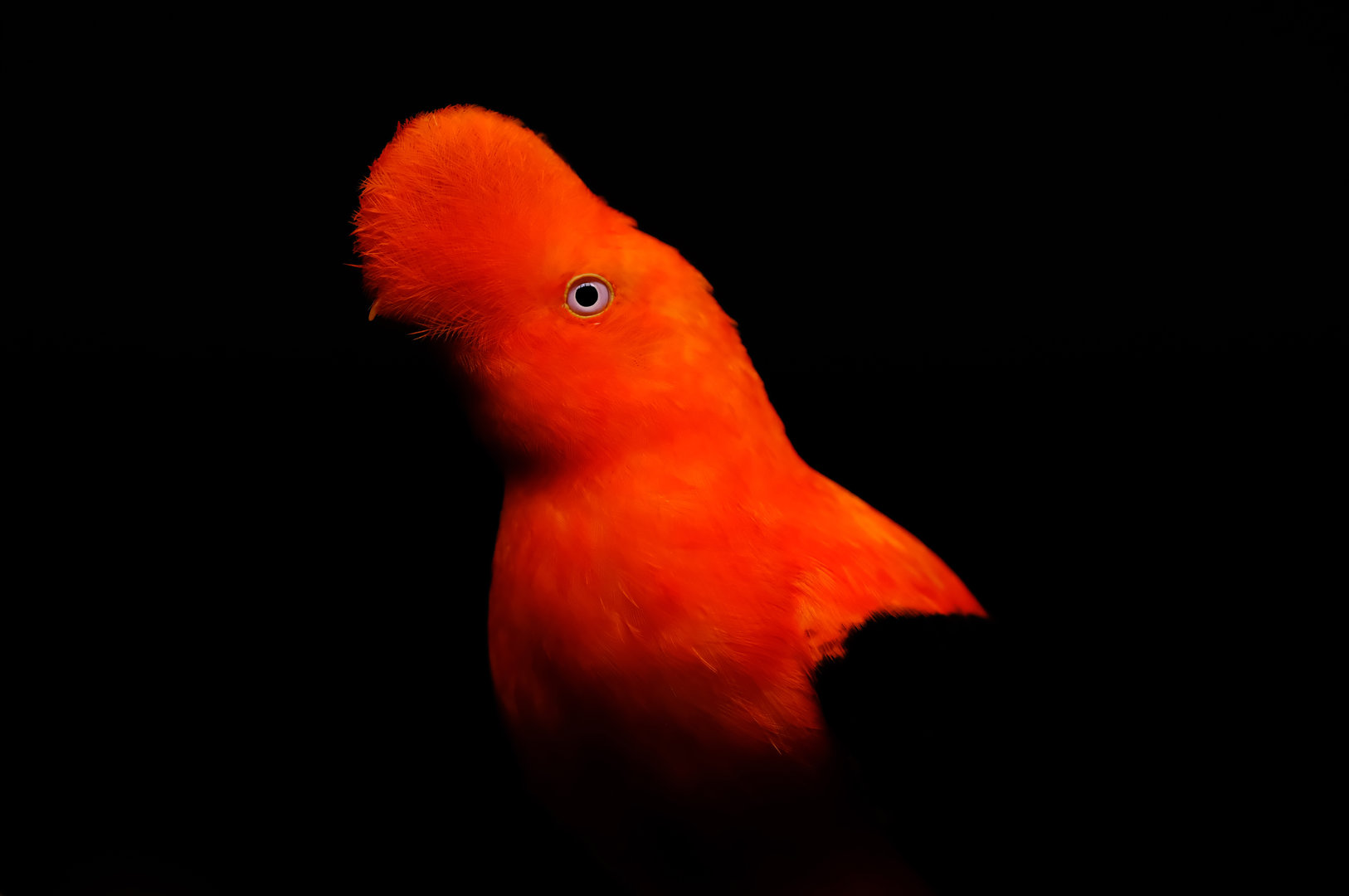 Male Andean cock-of-the-rock