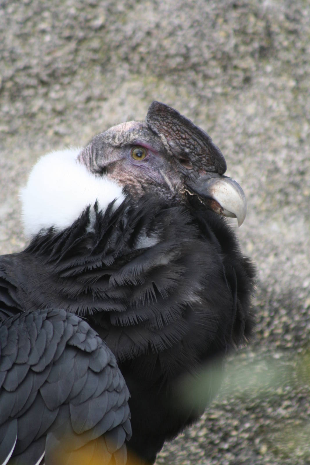 Male Andean Condor @ Colchester, 24.10.2012