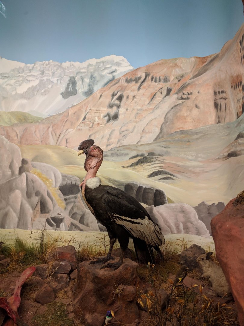 Male andean condor Stuttgart Natural History Museum 2019