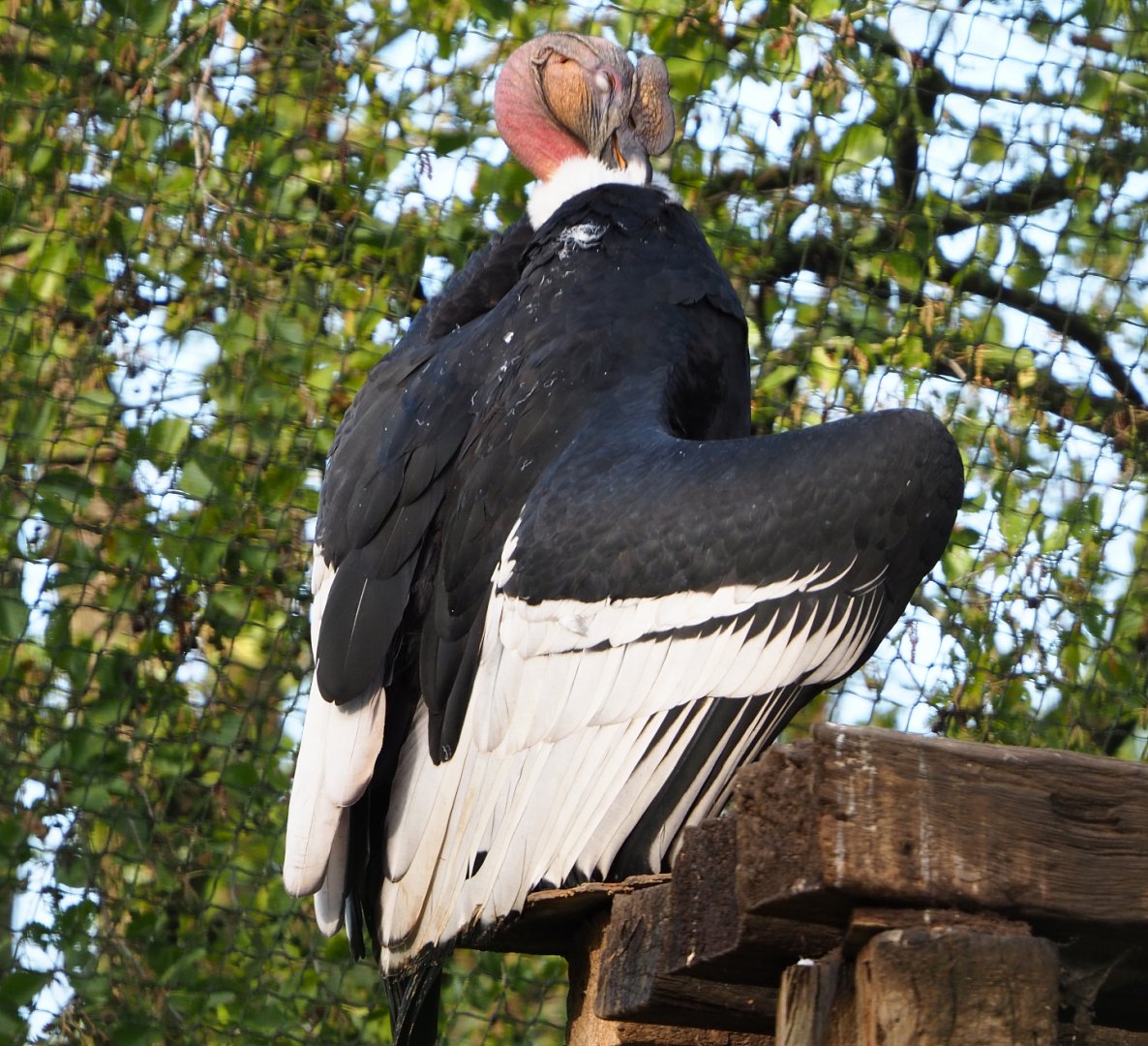Male Andean condor (Vultur gryphus), 2019-10-04