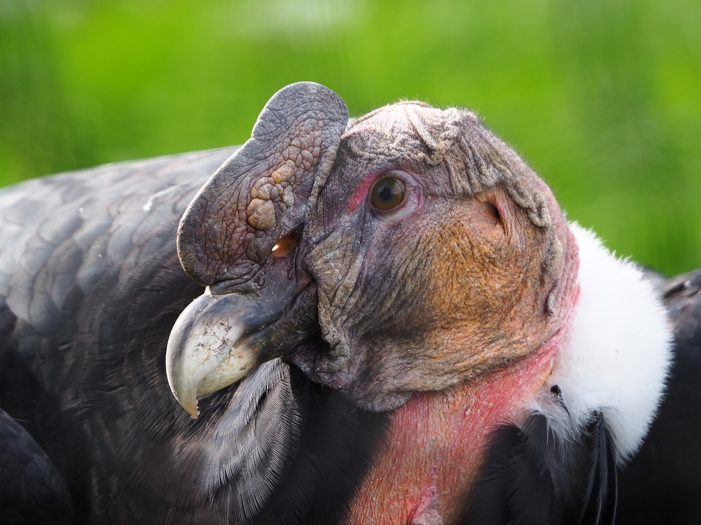 Male Andean condor (Vultur gryphus), 2019-10-05