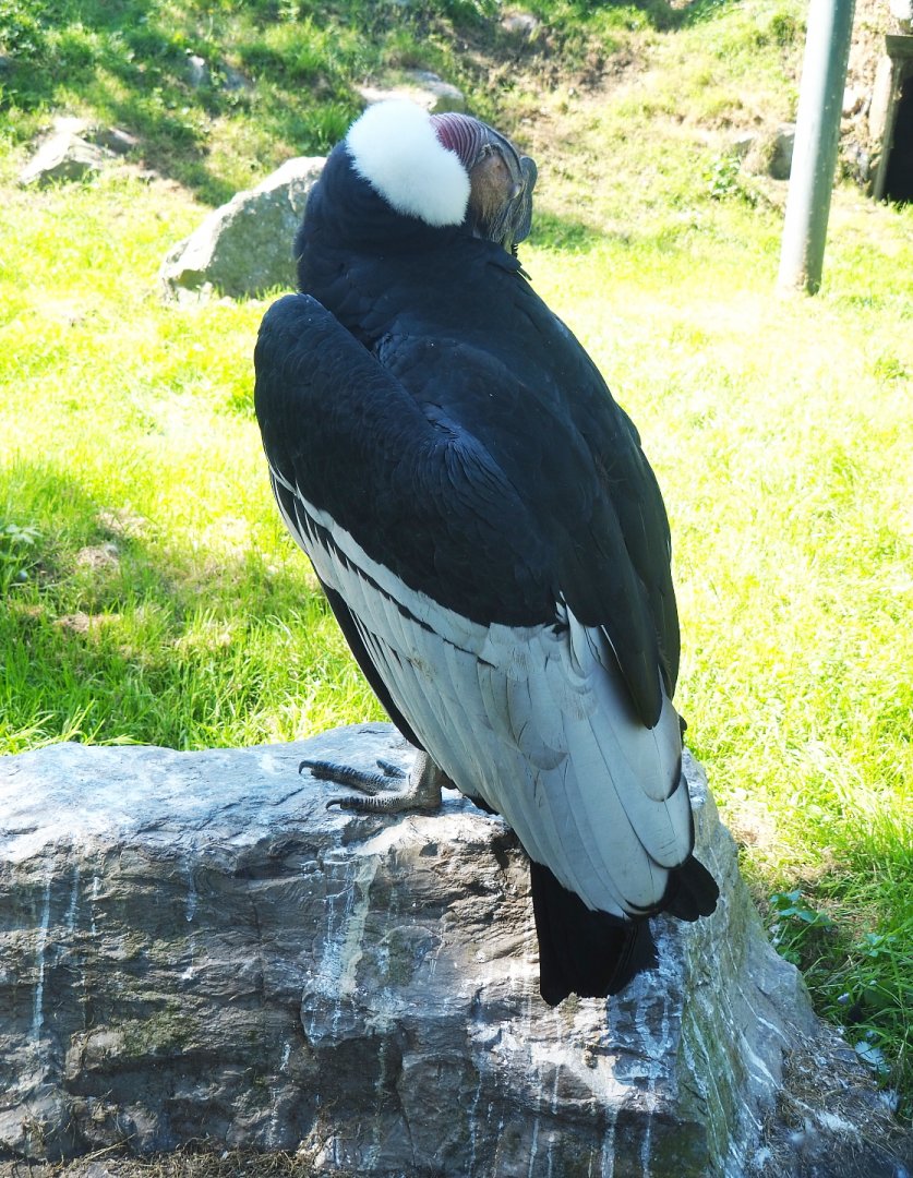 Male Andean condor (Vultur gryphus), 2021-09-03