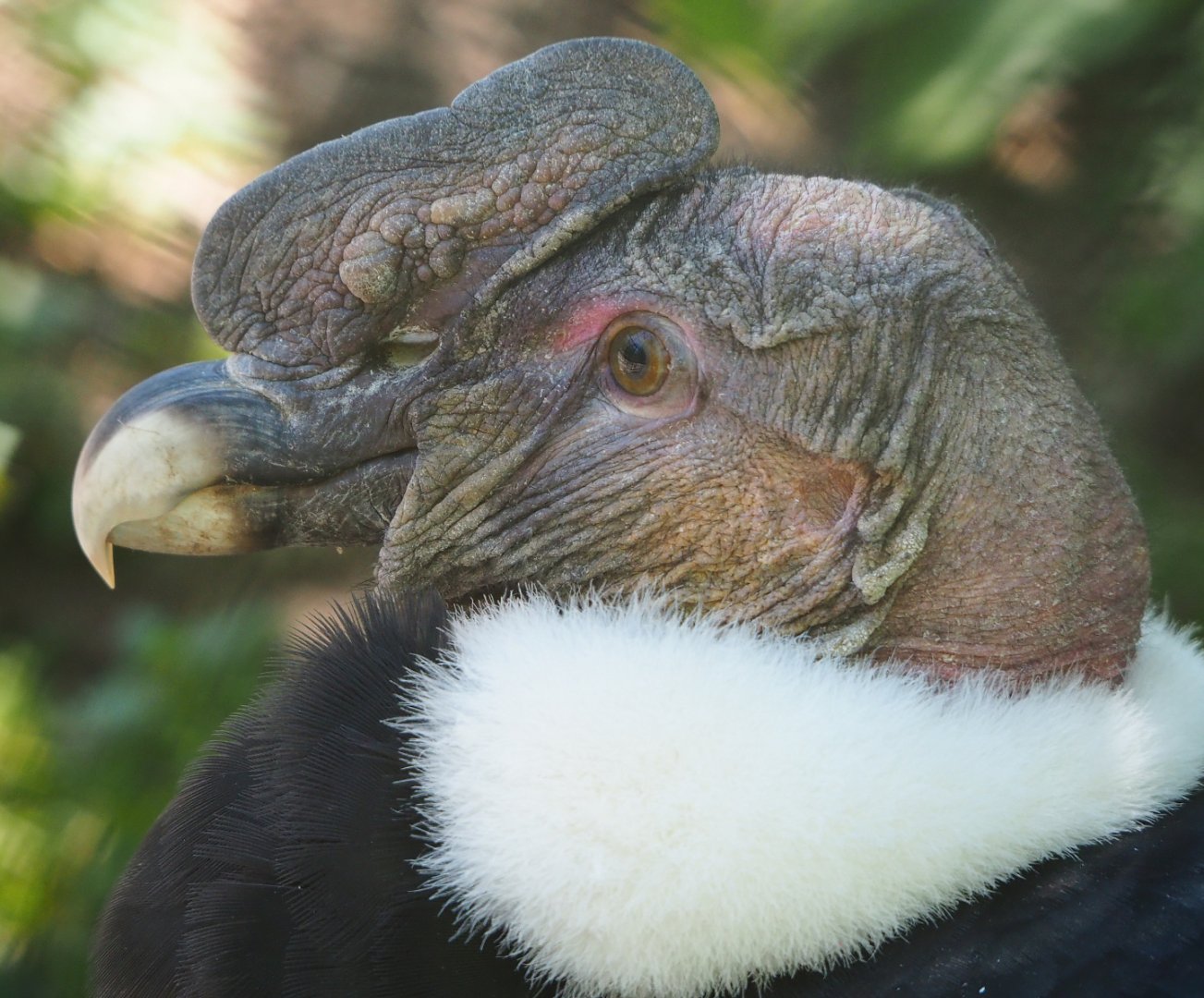 Male Andean condor (Vultur gryphus), 2022-06-28