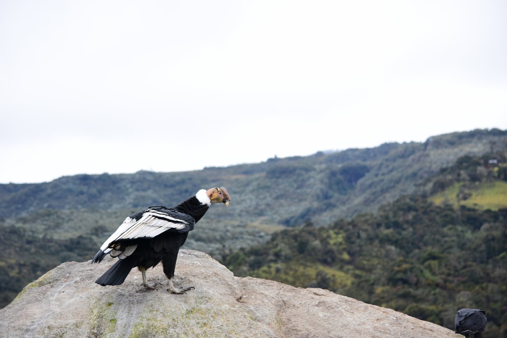 Male Andean Condor (Vultur gryphus)
