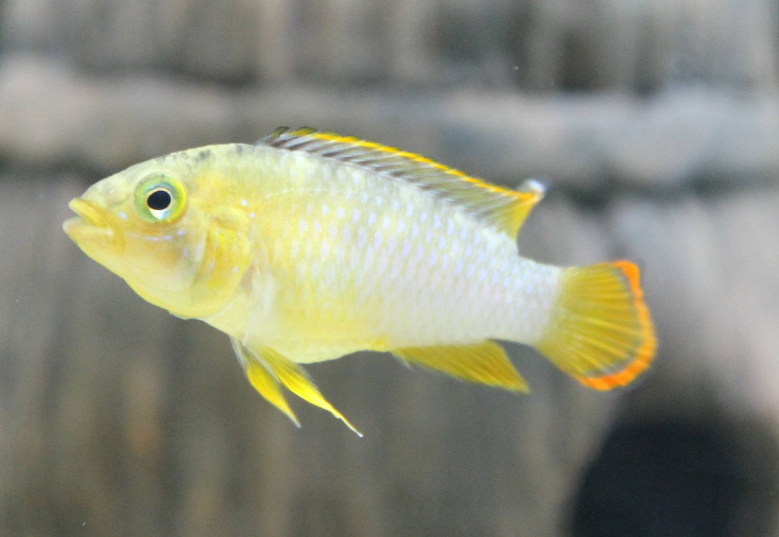 Male Apistogramma nijsseni