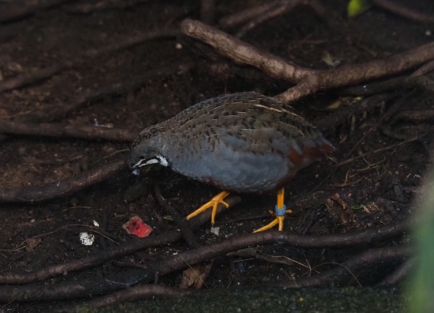 Male Asian blue quail or Chinese painted quail (Synoicus chinensis), Sep 2nd, 2018