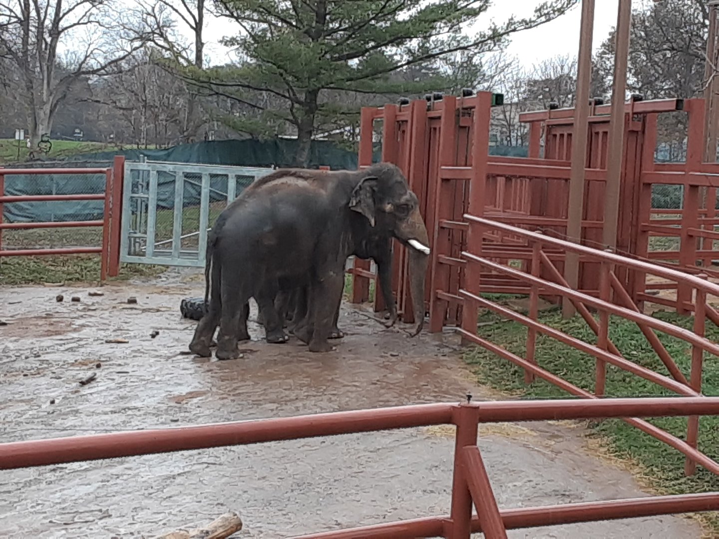 Male Asian Elephant- 'Doc'