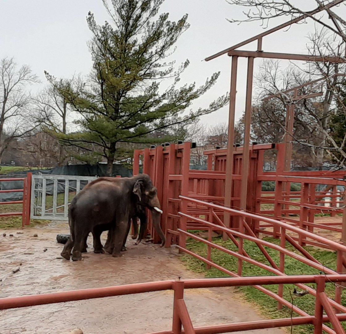 Male Asian Elephant- 'Doc'