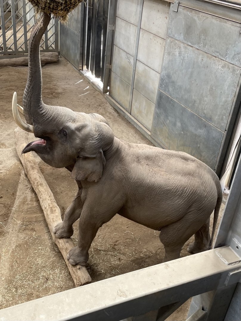 Male Asian Elephant, Emmett