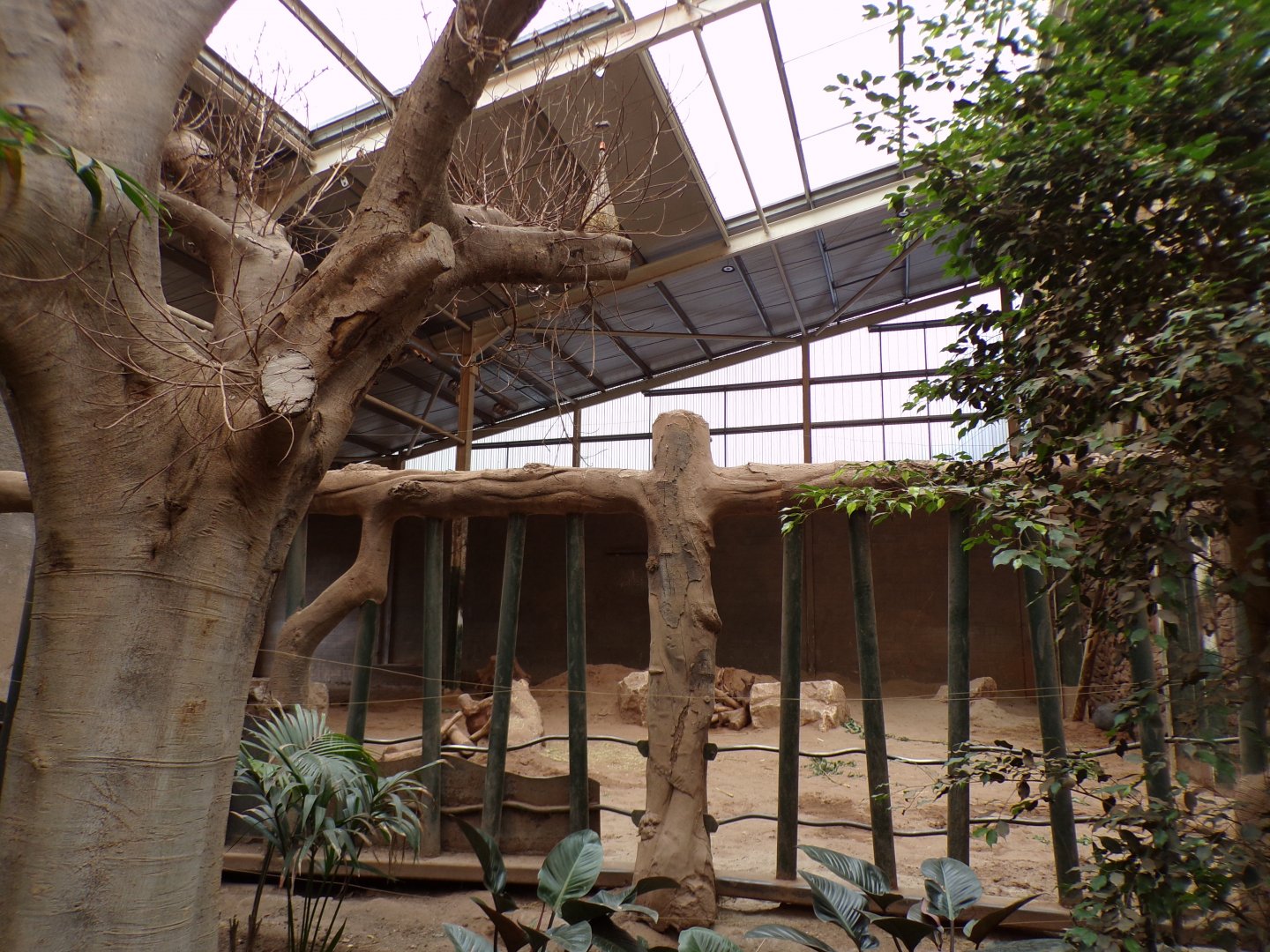 Male asian elephant indoors 29.6.24