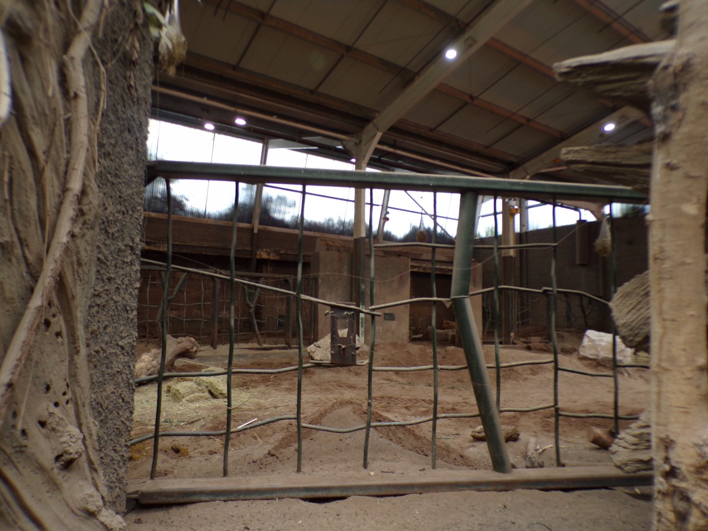 Male asian elephant indoors 29.6.24