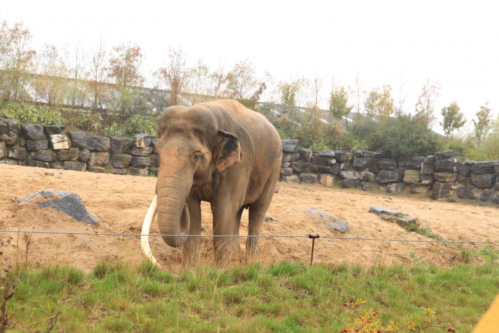 Male asian elephant (November 2019)