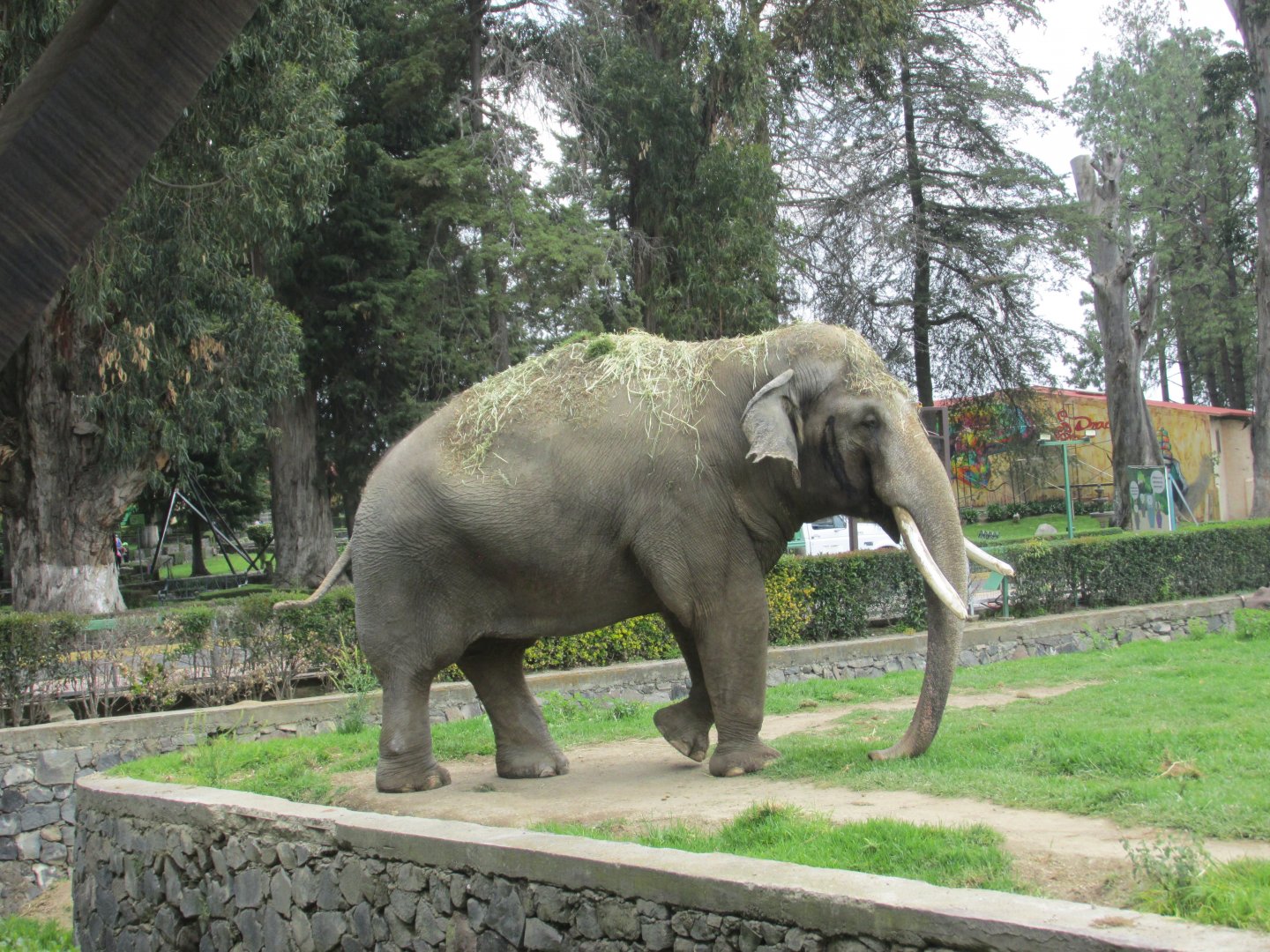 MALE ASIAN ELEPHANT TED