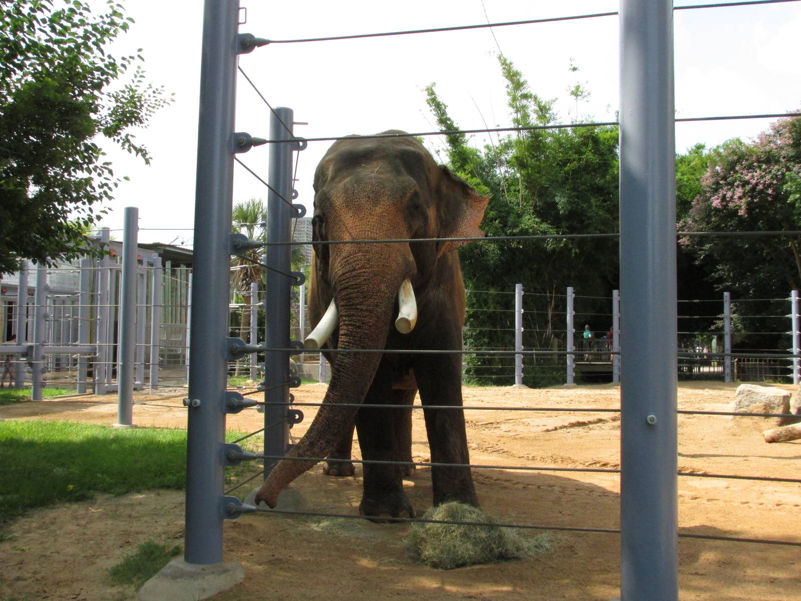 male asian elephant Thai houston zoo