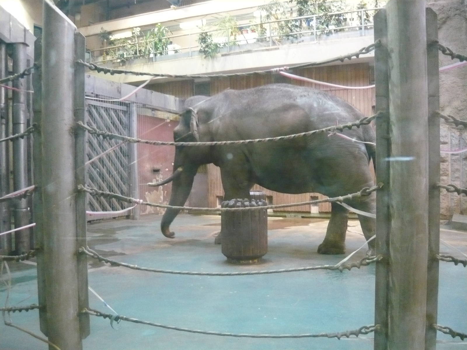Male Asian elephant