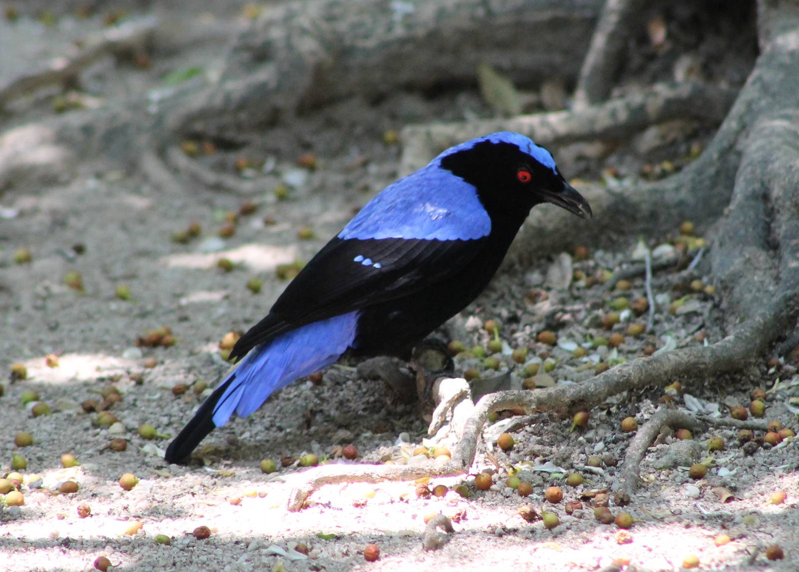 male Asian fairy bluebird (Irena puella)