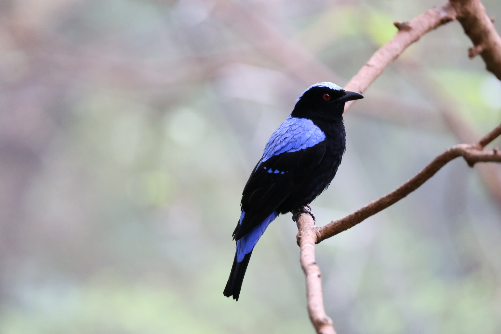 Male Asian fairy-bluebird (Irena puella)
