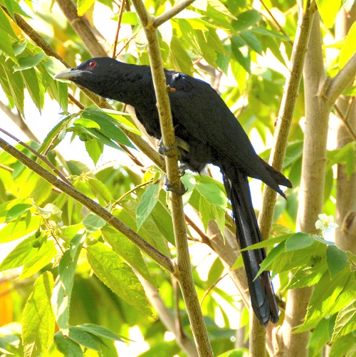 Male Asian koel