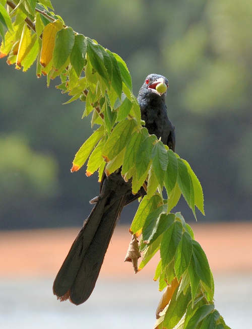 Male Asian koel