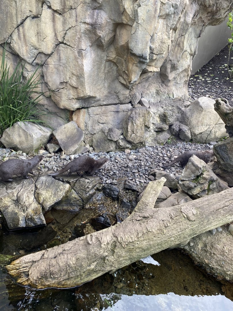 Male Asian Short Clawed Otters