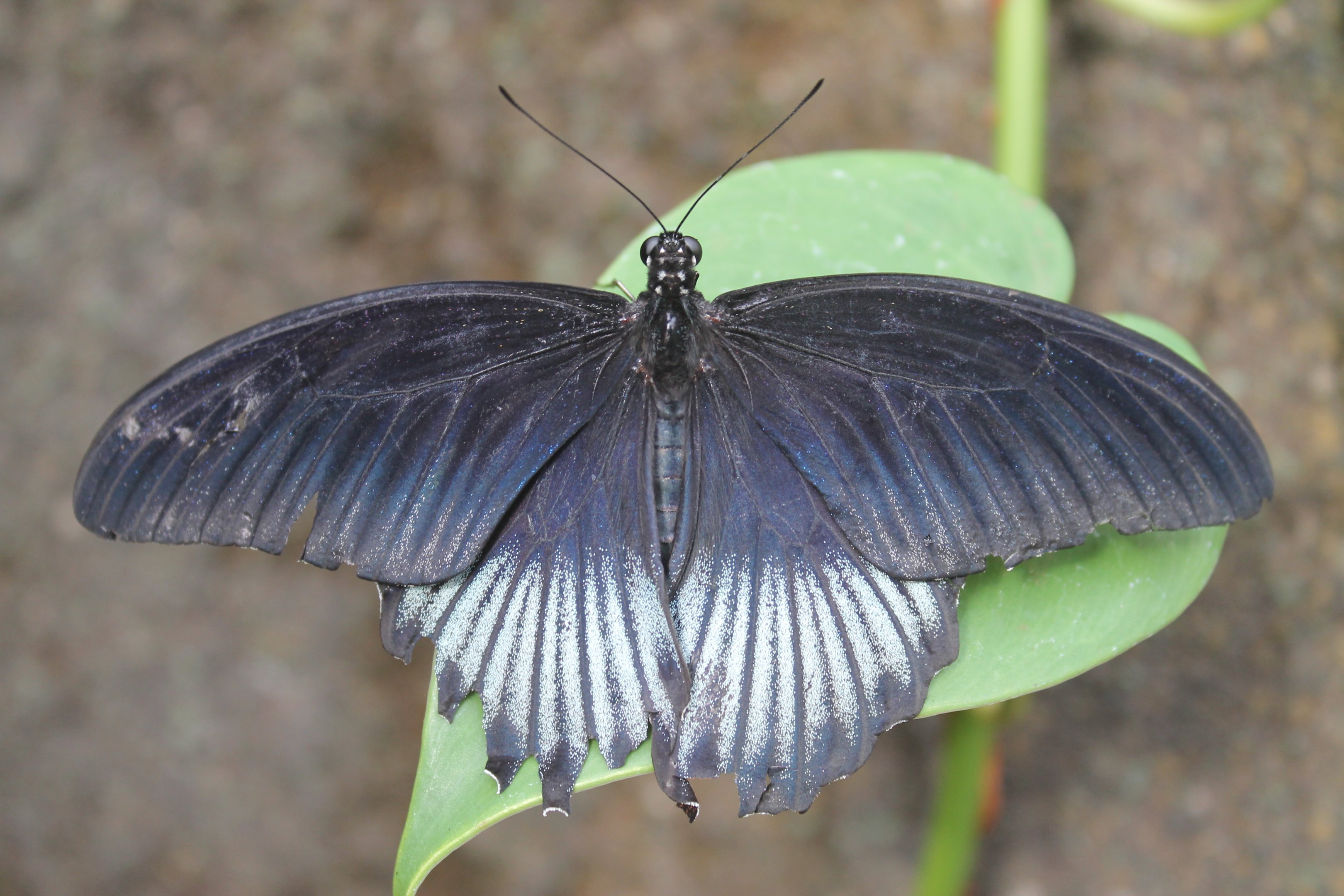 male Asian Swallowtail (Papilio lowi)